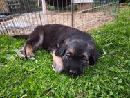 Nur noch 1 Labrador-Mischlings-Welpe - Dillenburg