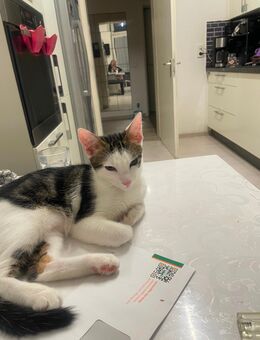 Baby Katze - Hannover Herrenhausen-Stöcken