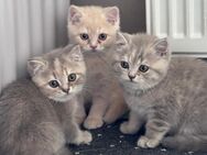 Britisch Kurzhaar. BKH Kitten - Kiel