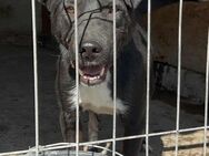 Grace - Die Unsichere 🐾 - Elsdorf (Nordrhein-Westfalen)