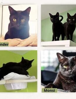 Kater Olander + Kater Monsi - Bochum