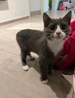 BKH Kitten - Friesack