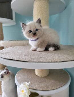 Reinrassige Ragdoll-Kitten suchen liebevolles Zuhause - Neustadt (Weinstraße)
