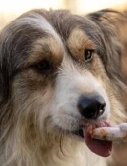 Hübsche, freundliche Lucy - Kallmünz