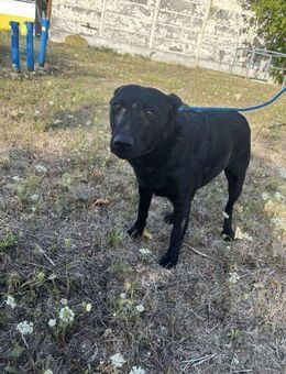 Der gutmütige Ödön sehnt sich nach Liebe - Dortmund