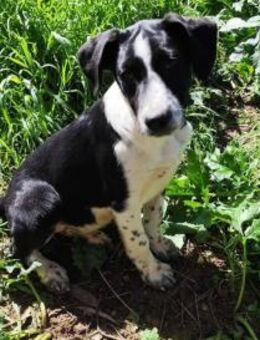 Naly - Rieden (Rheinland-Pfalz)