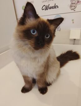 Ragdoll Kater - Haldensleben