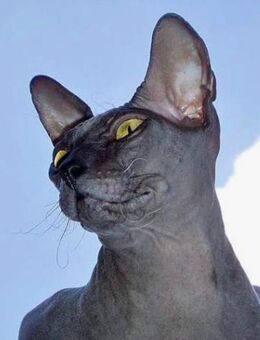 🐾 Zwei Sphynx-Katzen suchen gemeinsames Zuhause 🐾 - Herne Holsterhauen