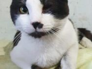 FIGARO - einäugig, sozial - Köln
