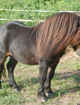 Rothensande KING OF HEARTS - gekörter Sohn von BIRLING GREY MIRAGE Mini Shetland 69 cm - Felsberg