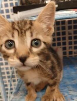 Süße Kina sucht neues Zuhause - Walluf