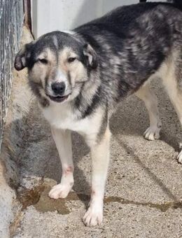 Wer schenkt BALTO ein Zuhause? - Neuberg