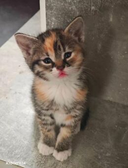 EKH Kitten Glückskatzen Babykatzen - Dörverden