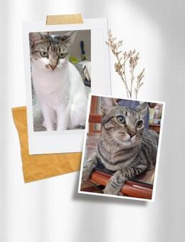 Lince und Casilda (ALM) - Geisenheim