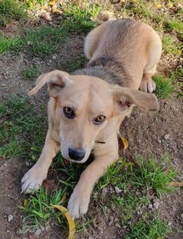 Samuel - ein ganz lieber Hundejunge.... - Mannheim