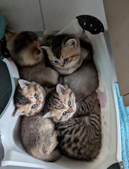 BKH Kätzchen/ Kitten - Peine