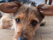 Lucky sucht sein Zuhause - Neuss