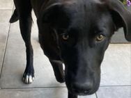 ELVIS SUCHT SEINE FAMILIE - Mönchengladbach
