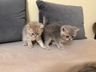 Bhk kitten Kater und Katze - Berlin Spandau