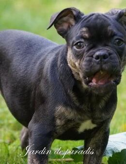 Französische Bulldoggen Welpen aus langjähriger deutscher Zuchtstätte - ohne Qualzuchtmerkmale- - Frankfurt (Main)