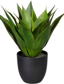 Künstliche Zimmerpflanze Agave Agave, Creativ green, Höhe 36 cm
