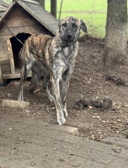 Aglaranna - Marsberg