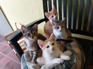 Kätzchen Kitten suchen neues Zuhause - Kirchlengern