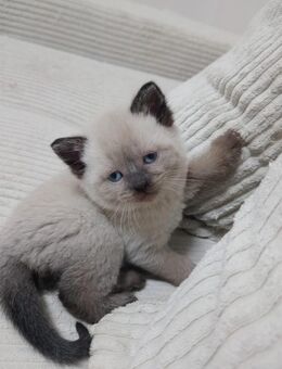 Baby Katzen - Schwerte (Hansestadt an der Ruhr)