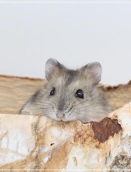 Zuckersüße, zahme Dsungarische Zwerghamster - Egling