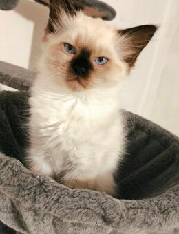 Reinrassige Ragdoll Kitten/ Kätzchen mit Stammbaum - Belgern-Schildau Dröschkau