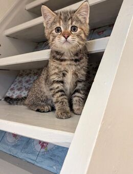 Süsse Maine coon Mix katze,ab sofort - Kyritz