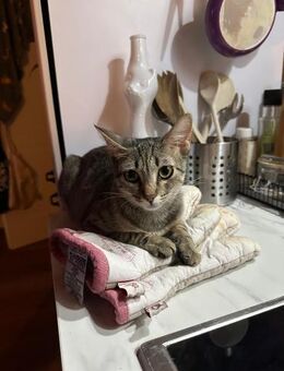 ELSA - liebe & verspielte Jungkatze - Kallmünz