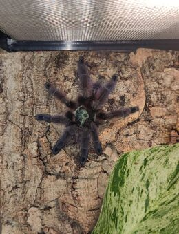 0.1.0 Caribena versicolor, 6 cm - Bremerhaven