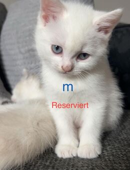 Babykatzen suchen ein liebevolles Zuhause - Wiesbaden