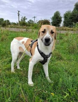 Horus soll nicht in Rumänien aufwachsen - Blankenheim (Nordrhein-Westfalen)