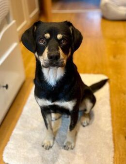 Bobby, absoluter Traumhund - Köln