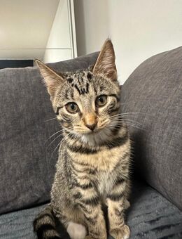 Süße Akh/Ekh Katzenmädchen suchen ein Liebevolles Zuhause - Hamburg