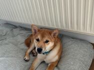 Hunde zu Verkaufen - Wolgast Zentrum