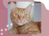 Kater Mikosch sucht sehnsüchtig sein Zuhause - Pinneberg