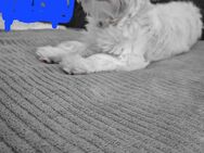 Bichon MALTESER - Wadern