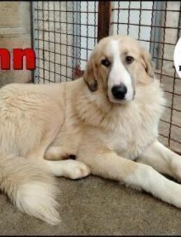 großer Finn sucht sein Zuhause - Margetshöchheim