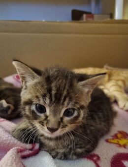 Katze weiblich - Itzehoe