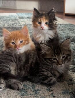 Maine Coone Mix Kitten - Bremerhaven