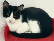 Lieber, schüchterner junger Kater Boris - Karlsruhe