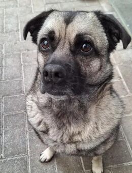 Mischlingshündin - Wettringen (Nordrhein-Westfalen)