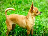 Chihuahua Rehpinscher Mix - Ludwigshafen (Rhein)