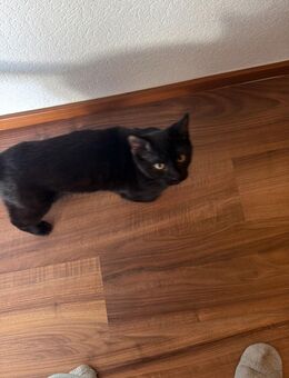 Maincoon Ragdoll Mix & Britisch Kurzhaar - Eppertshausen