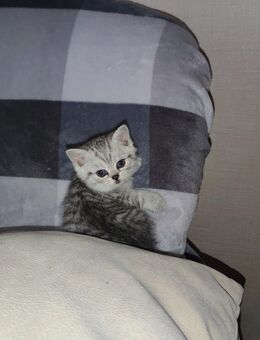 Britisch kurzhaar BKH Silver - Braunschweig