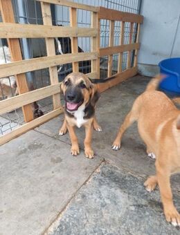 Lea auf Glückskurs - Waakirchen