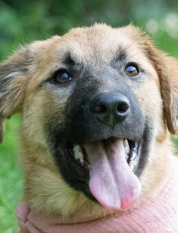 Liviana Sanftmütiges Welpenmädchen - Obertshausen